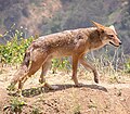 Coyote (Canis latrans)