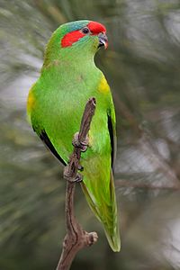 Musk lorikeet, by Fir0002