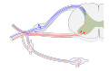 Mixed fibres of a spinal nerve