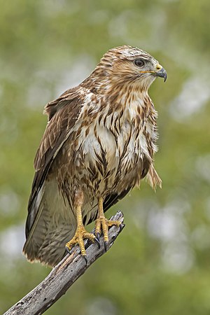 Common buzzard