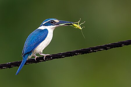 Pacific kingfisher, by JJ Harrison