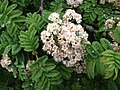 Sorbier de Madère (Sorbus maderensis)