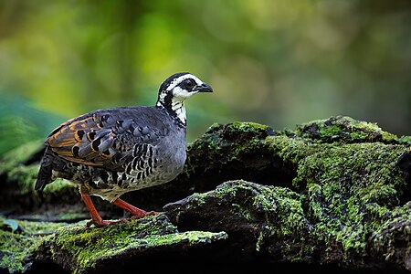 Grey-breasted partridge, by JJ Harrison