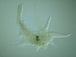 Naked amoeba, Chaos sp.