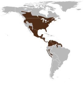 Valkohäntäpeuran luontainen levinneisyys Amerikan mantereella