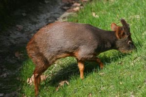 Süüd-Puudu (Pudu puda)