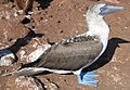 Blue-footed booby