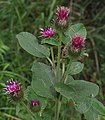 Petite bardane (Arctium minus)