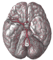 Aspectus inferior cum ambis arteriis cerebri et anteriori et media