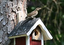 Oiseau dans les tons bruns perché sur un nichoir en bois cloué sur un arbre. Il a le bec plein d'œufs de fourmis. Le trou d'entrée du nichoir est abîmé, sans doute attaqué par un autre pic.