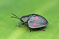 Stolas lebasii, Panama