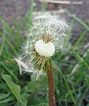 Schotelvormig hoofdje van paardenbloem met zaad