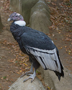 Macho no Zoo de Cincinnati