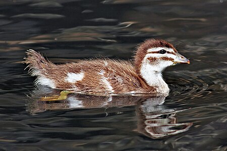 Australian wood duck, juvenile, by Benjamint444