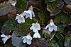 Shortia galacifolia in bloom