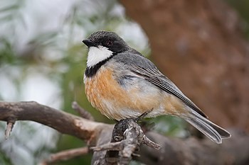 Rufous Whistler