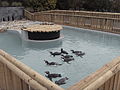 Humboldt penguin enclosure