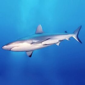 Carcharhinus amblyrhynchos