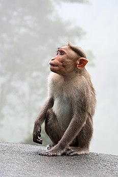 Un macaco a bonèt. (veré dèfenicion 2 766 × 4 148*)