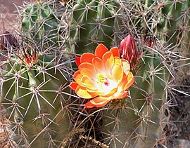 Echinocereus coccineus