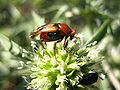 Mange er små og mange oppsøker blomster, som denne Snyltebillen