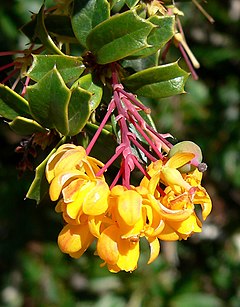 Darwini kukerpuu (Berberis darwinii)