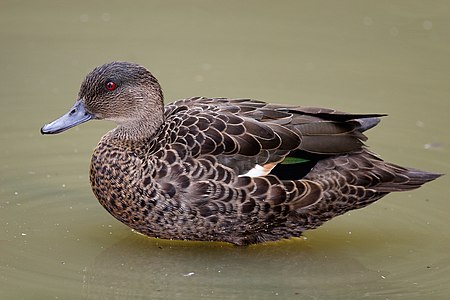 Chestnut teal, female, by Fir0002