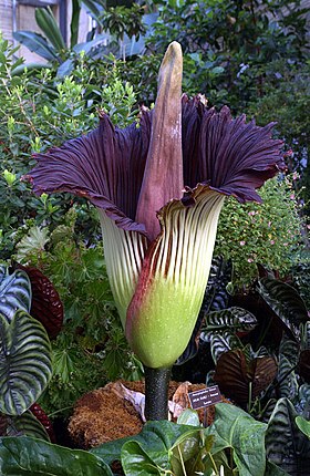 Amorphophallus titanum