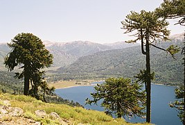 Neuquén eyaletinde bulunan arokarya ağacı