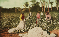 Image 211913 cotton harvest in East Texas (from History of Texas)