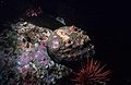 the pink abalone, Haliotis corrugata