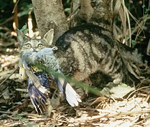 A cat walking through a forest with a dead pale-headed rosella parrot hanging from its mouth.