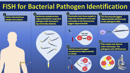 This figure outlines the process of fluorescent in situ hybridization (FISH) used for pathogen identification. First, a sample of the infected tissue is taken from the patient. Then an oligonucleotide that is complementary to the suspected pathogen's genetic code is synthesized and chemically tagged with a fluorescent probe. The collected tissue sample must then be chemically treated in order to make the cell membranes permeable to the fluorescently tagged oligonucleotide. After the tissue sample is treated, the tagged complementary oligonucleotide is added. The fluorescently tagged oligonucleotide will only bind to the complementary DNA of the suspected pathogen. If the pathogen is present in the tissue sample, then the pathogen's cells will glow/fluoresce after treatment with the tagged oligonucleotide. All other cells will not glow after treatment.