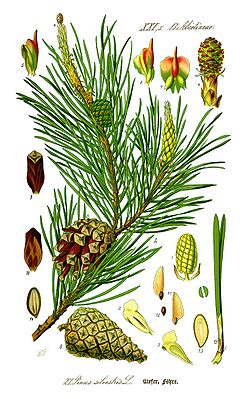 En sjüürentwiig (Pinus sylvestris)