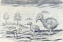 Sketch of a Broad-billed Parrot and two other birds on Mauritius