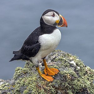 Atlantic puffin, by Charlesjsharp