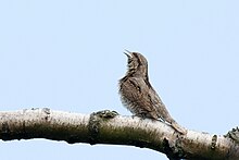 Oiseau posé sur une branche d'arbre et levant la tête, le bec ouvert.