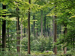 Forêt de Soignes