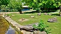 Capybara mit der Hazienda im Hintergrund