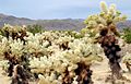 Floresta de cactos Opuntia.