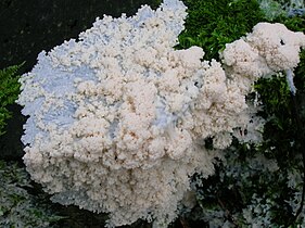 Slime mold Brefeldia maxima growing fractally on wood