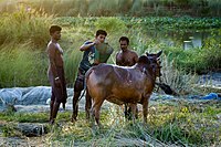 Pemiliknya membersihkan lembunya sebelum membawanya ke pasar ternak untuk Hari Raya Aidiladha. Boshila, Dhaka, Bangladesh.