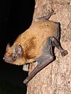 Noctule commune