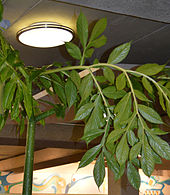 Folha de A. titanum (Muttart Conservatory, Edmonton, Canadá)