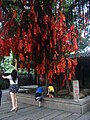 Arbre à prières, Foshan, temple Zu Miao.