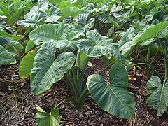 Taro macabo, malanga ou chou Caraïbe (Xanthosoma sagittifolium).