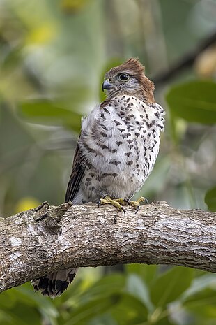 Mauritius kestrel