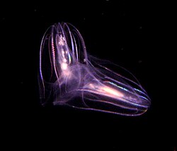 Os Ctenophora (acima), como Beroe spp., e os Cnidaria (abaixo), como Aequorea, foram considerados celenterados. Celenterado e cnidário foram considerados sinónimos quando o grupo foi separado dos ctenóforos.