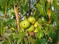 California black walnut in growth