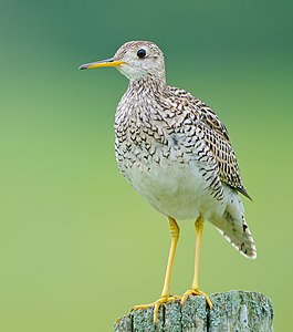 Upland sandpiper, by Johnath